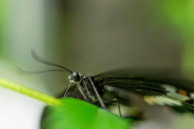 Borboleta em uma planta verde