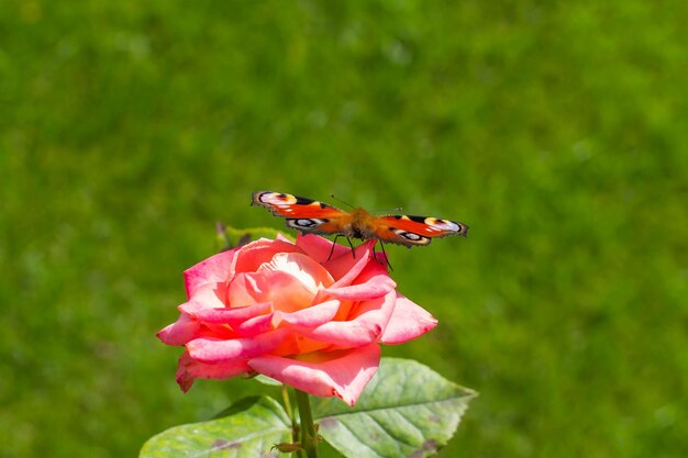 Borboleta em uma rosa no verão