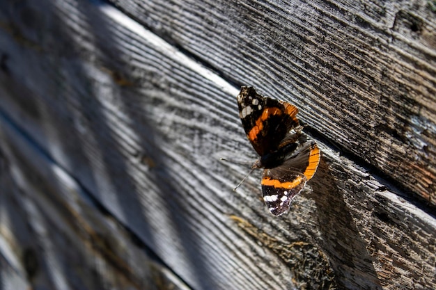 Borboleta empoleirada em tábuas velhas