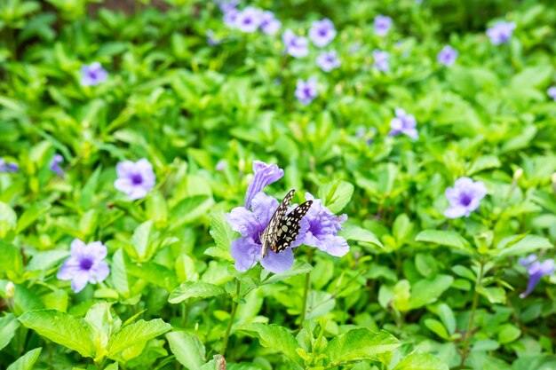 Borboleta empoleirada em uma flor roxa