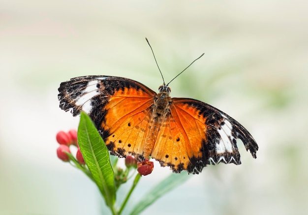 Borboleta empoleirada numa folha