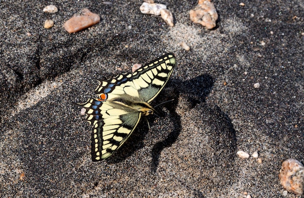 Borboleta está sentado na areia