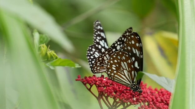 Borboleta exótica tropical na floresta tropical da selva sentado na folha verde, macro closeup. paraíso da primavera
