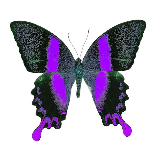 Borboleta extravagante isolada no branco