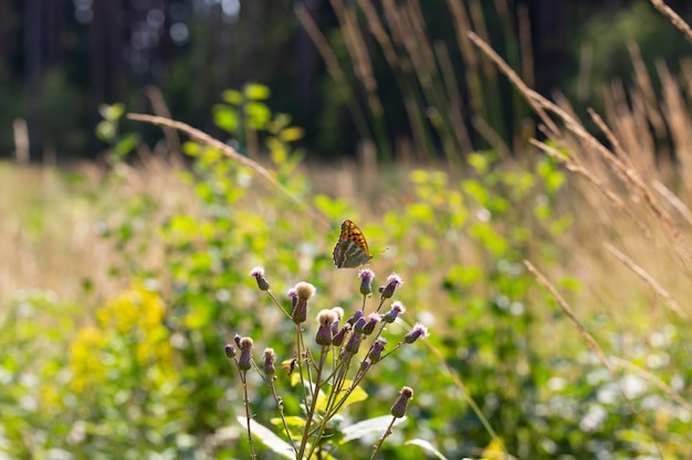 Borboleta fechada na flor Borboleta tigre comum no campo em um dia de verão fundo de verão