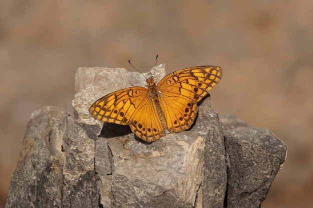 Borboleta Fritilar Mexicana Adulta