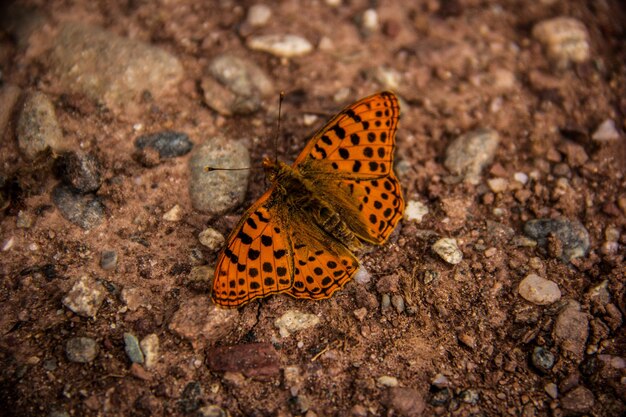 Borboleta Fritillary Rainha da Espanha