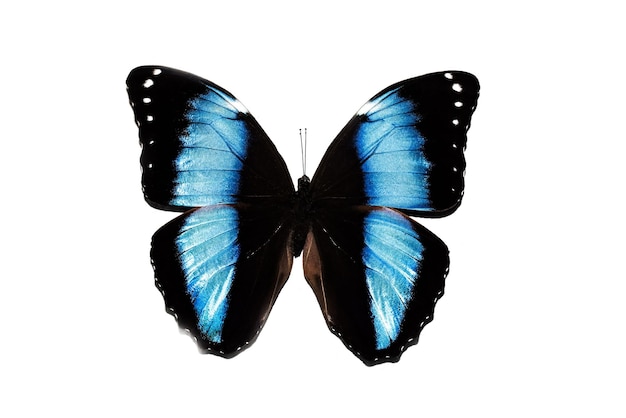 Borboleta grande com asas azuis isola no fundo branco morfo Aquiles