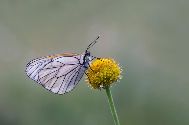 Foto borboleta hawthorn (aporia crataegi) na planta