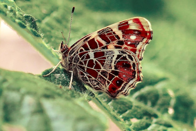 Borboleta heterogênea em uma folha verde