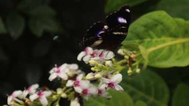 Borboleta Hypolimnas bolina empoleirada em uma flor de zínia. borboleta negra sugando néctar. grande mosca