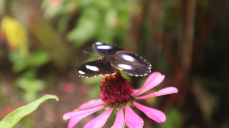 Foto borboleta hypolimnas bolina empoleirada em uma flor de zínia. borboleta negra sugando néctar. grande mosca