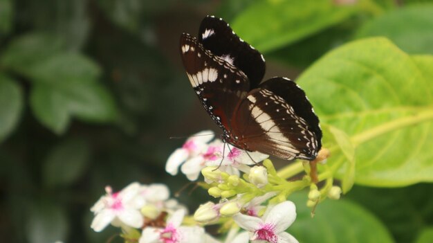 Borboleta Hypolimnas bolina empoleirada na flor branca. borboleta negra sugando néctar. grande mosca.