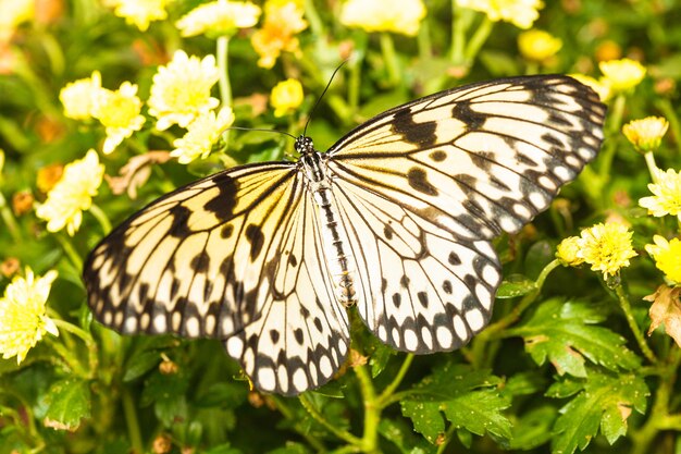 Borboleta Idea leuconoe no crisântemo amarelo