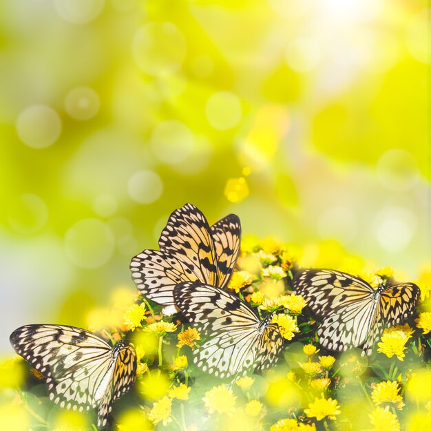 Borboleta ideia leuconoe no crisântemo amarelo