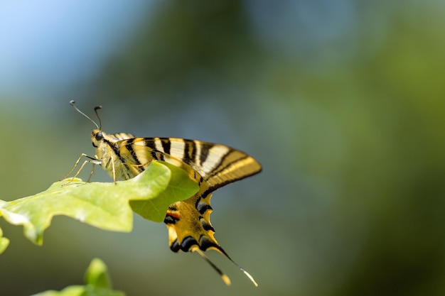 Borboleta Iphiclides feithamelii em uma folha Biodiversidade e conservação de espécies