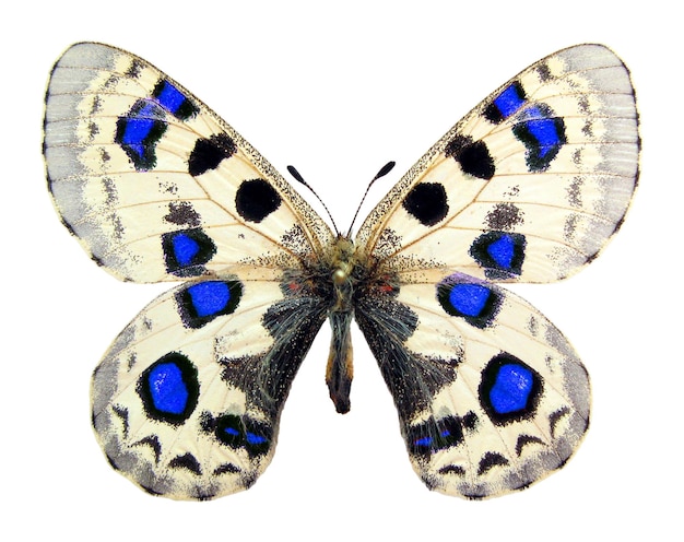 Borboleta isolada no branco. Fantásticas manchas azuis borboleta preta branca Parnassius para design, arte,