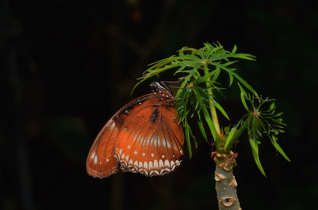 Borboleta isolada no fundo preto