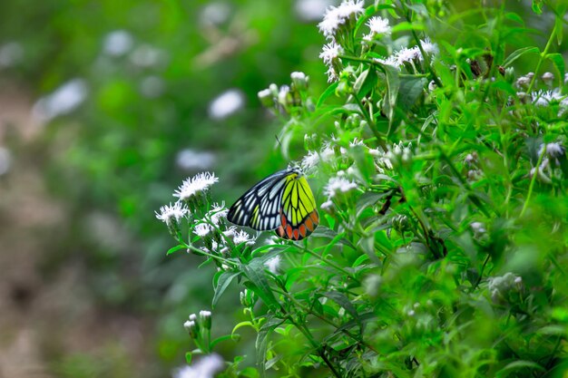 Borboleta Jezebel visitando plantas de flores para néctar durante a primavera na Índia
