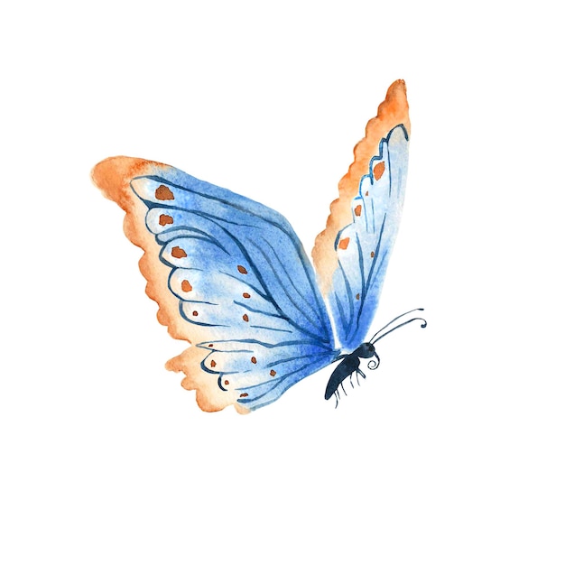 Borboleta laranja azul isolada em fundo branco aquarela ilustração desenhada à mão