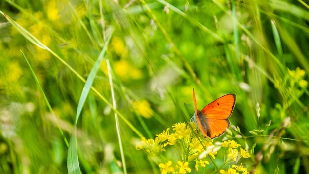 Borboleta laranja com asas abertas na grama fundo de grama verde