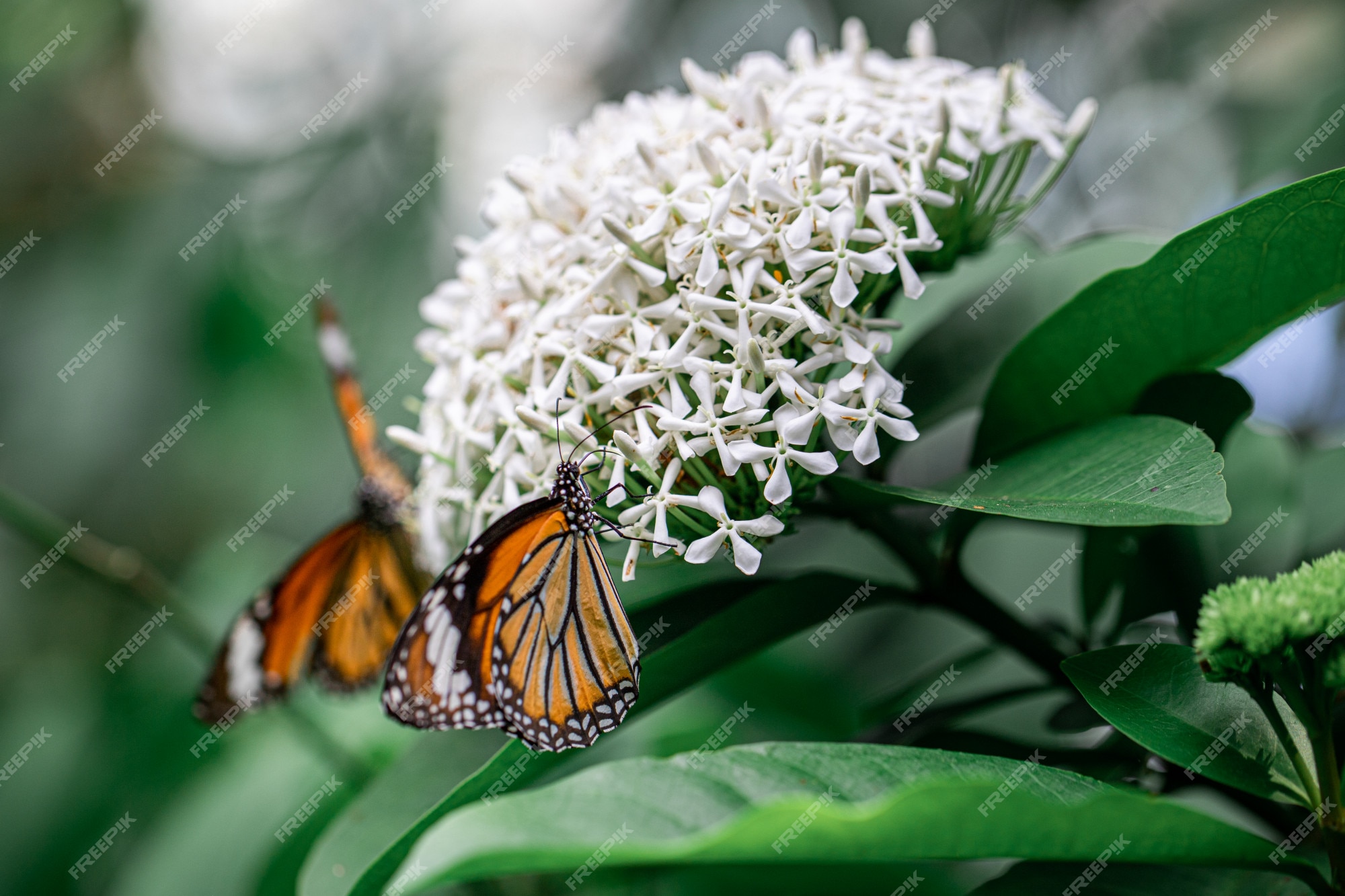 Borboleta laranja com flor branca ixora | Foto Premium