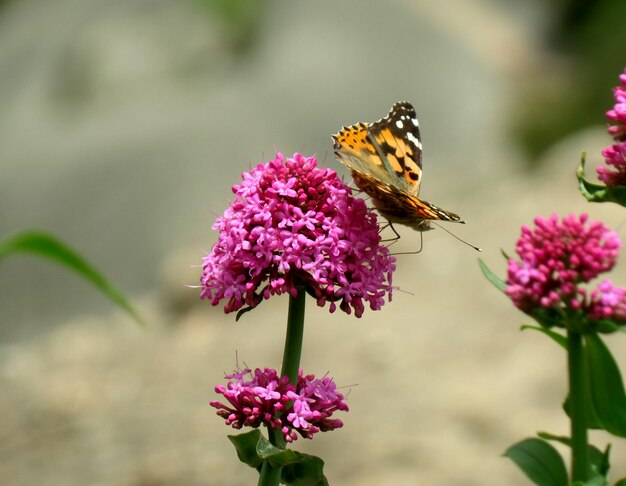 Borboleta laranja e preta na flor brilhantemente rosa