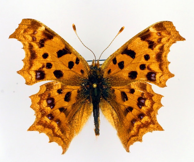 Borboleta laranja isolada em branco Borboleta de coleção de Polygonia aureum Nymphalidae de forma incomum