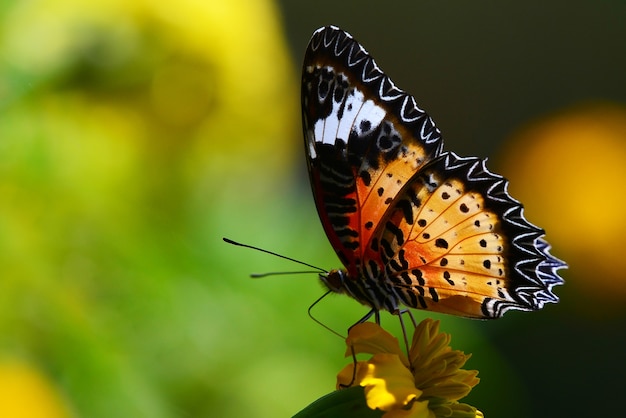 Borboleta laranja na flor e fundo verde