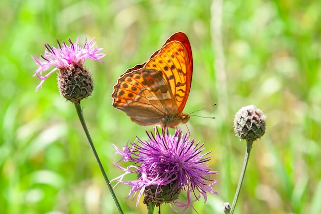 Borboleta laranja na flor grande fritilla lantejoulas speyeria cybele