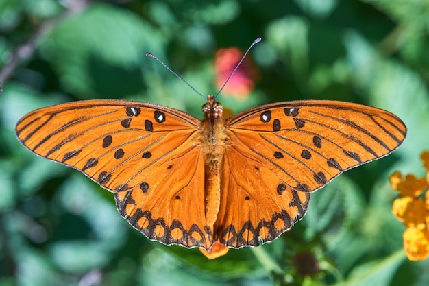 Borboleta laranja posando em flores coloridas