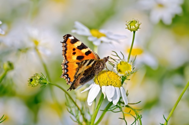 Borboleta laranja se alimenta de néctar de uma flor de margaridas