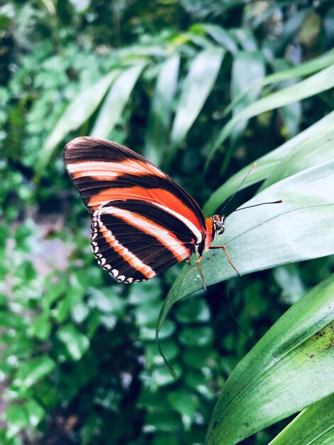 Foto borboleta laranja