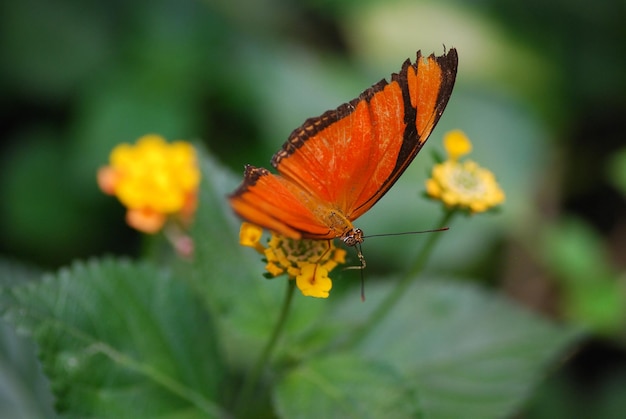 borboleta laranja