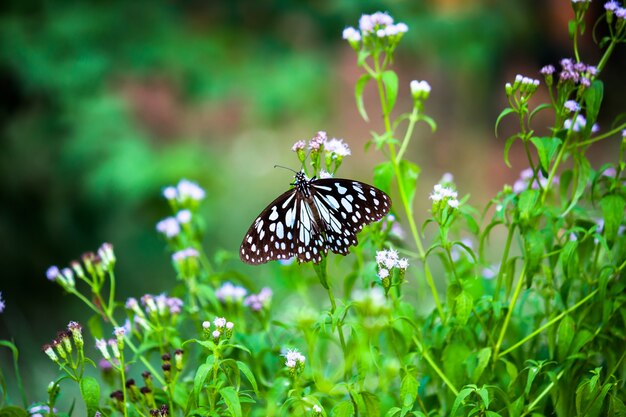 borboleta leiteira com pintas azuis ou danainae ou borboleta leiteira alimentando-se das flores