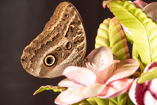Borboleta linda borboleta mostrada em detalhes por um foco seletivo de lente macro
