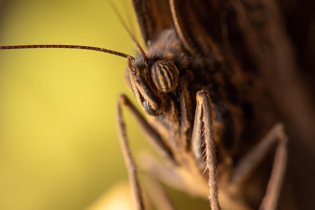 Borboleta linda borboleta mostrada em detalhes por um foco seletivo de lente macro