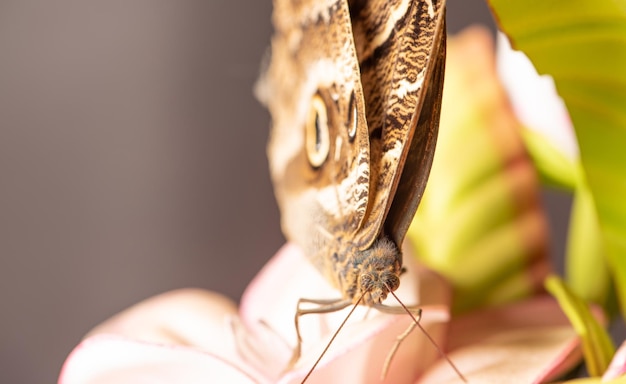 Borboleta linda borboleta mostrada em detalhes por um foco seletivo de lente macro