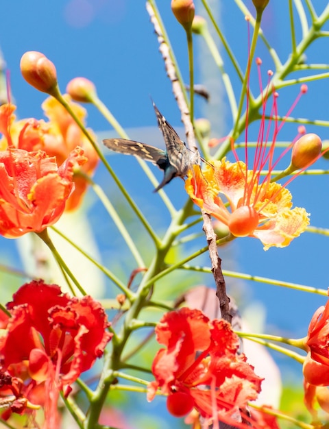 Borboleta linda borboleta polinizando lindas flores no verão do Brasil luz natural foco seletivo