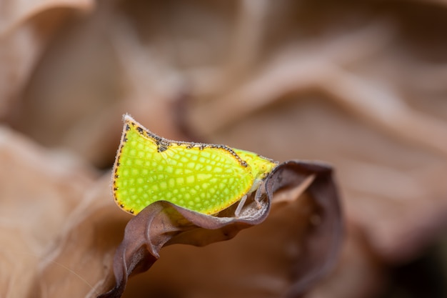 Borboleta macro na folha