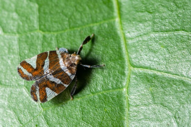 Foto borboleta macro na folha