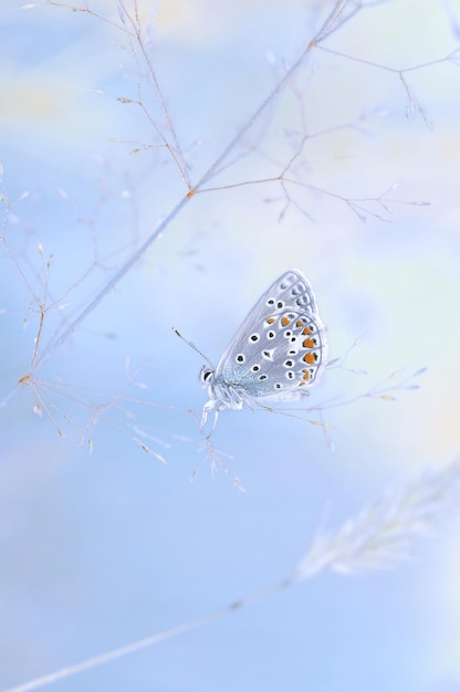 Borboleta macro Polyommatus icarus