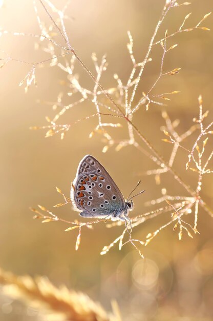 Borboleta macro Polyommatus icarus