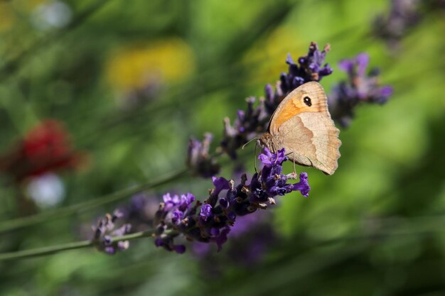 Foto borboleta marrom de prado maniola jurtina em flor de lavanda