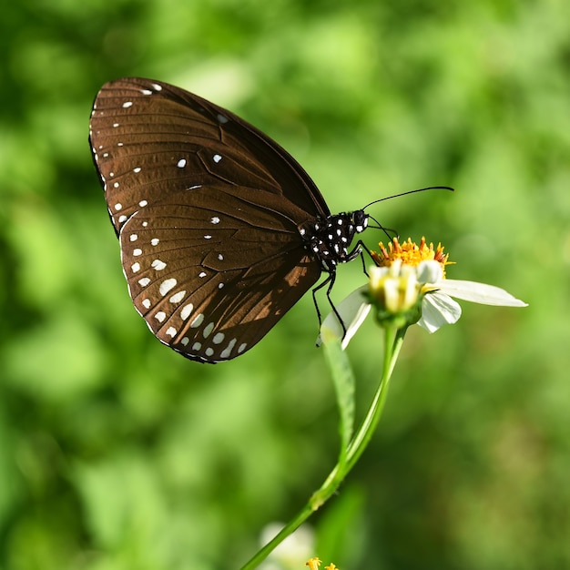 Borboleta marrom em flor no jardim