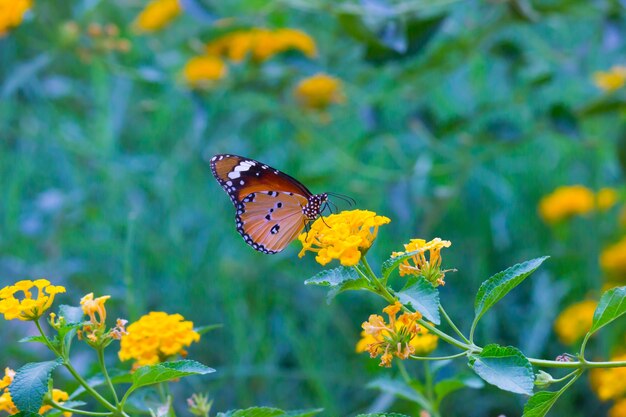 Borboleta-monarca africana