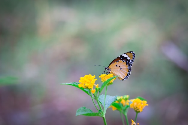 Borboleta-monarca africana