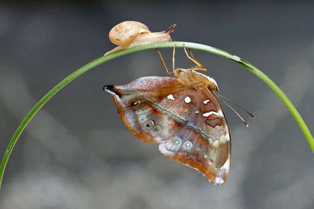 Borboleta monarca com caracol e fundo verde do ambiente