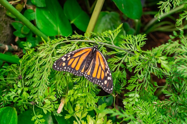 Borboleta monarca, danaus plexippus