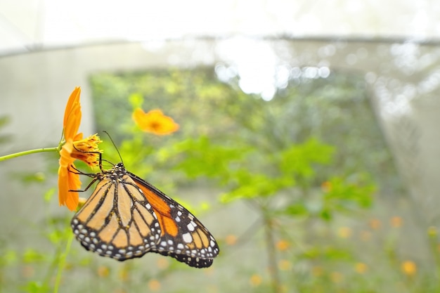 Borboleta-monarca do sul (danaus erippus)